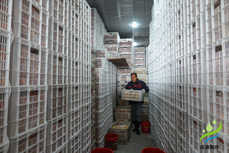 蘋(píng)果冷庫(kù)儲(chǔ)存方法 